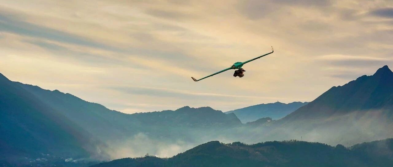 站在猪年的风口，这只鸡上了天