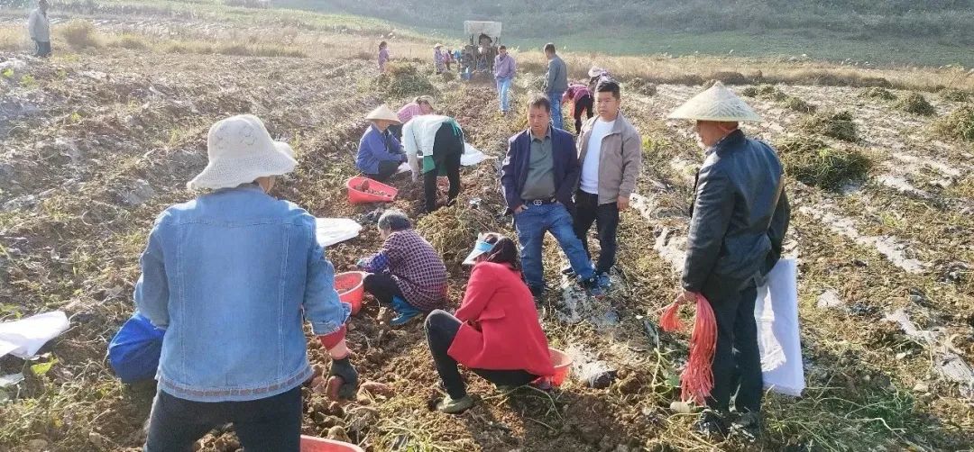 【民和为本】中药材之乡・淫羊藿强镇  一周回顾（11月9日-11月15日）
