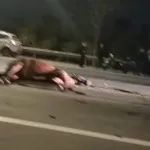 小心马路上的马｜视频