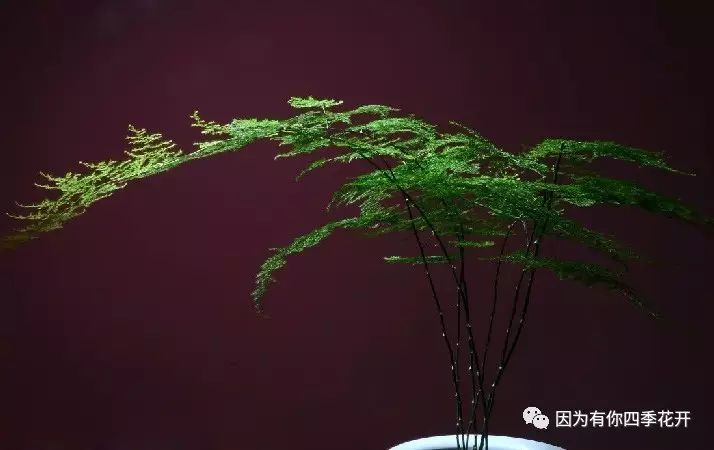 送老师的鲜花_教师节送老师什么鲜花合适_圣诞节送什么鲜花比较合适