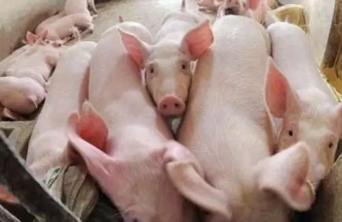 重磅！浙江推出8项举措鼓励养猪：用地优先审批、引种补贴500元/头……