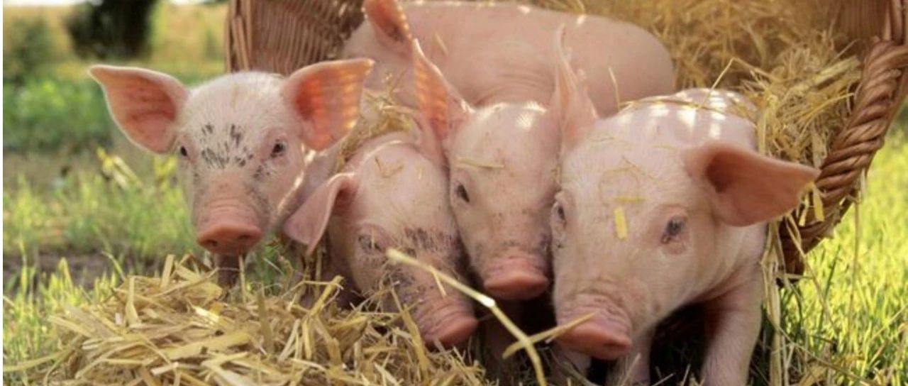 10年三轮环保风暴！1.4万家猪场已退场，广西猪业迎来四大变局‖爱力迈特约·周一见