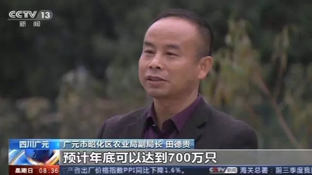 央视：年前出栏200头至少可挣40多万！目前猪场复产情况究竟如何？