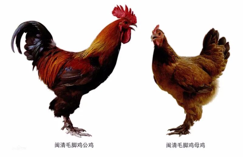 它们来了闽清县新增3件地理标志