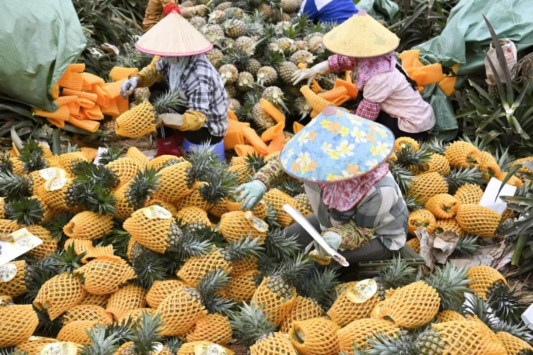 2026年3月12日，海南海口大坡镇，农民将凤梨打包装箱。（新华社/图）