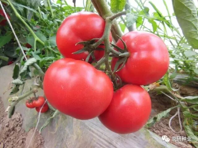 粉果番茄杂交种,中熟,无限生长型,粉红色大果,果实圆形,每穗坐果数3-5