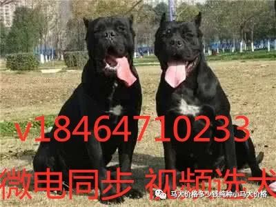 苏联红犬价格多少钱2021年莱州红幼犬价格图片大全