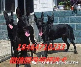 比特犬价格多少钱纯种比特犬养殖场