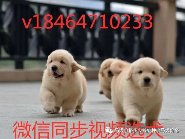 德牧犬多少钱一只2021年科目小德牧犬价格