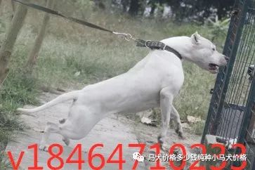 比特犬价格多少钱纯种比特犬养殖场