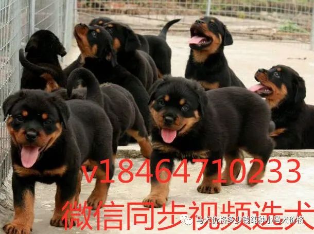 德牧犬多少钱一只2021年科目小德牧犬价格