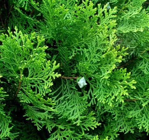 侧柏叶的功效 农牧学堂课堂 留学