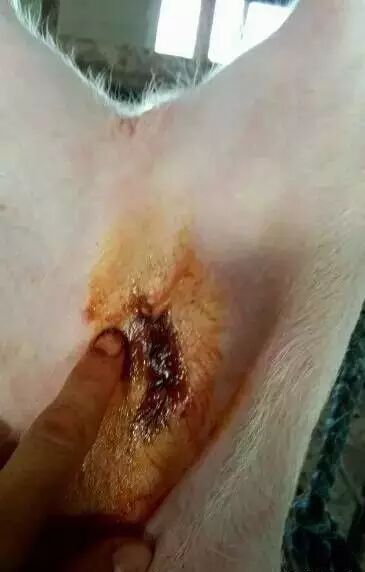 10,主要工作已经完成,现在把另一边的睾丸阉割掉即可.