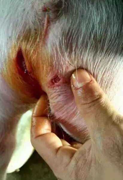 【视频】仔猪阴囊疝手术(附图详细操作过程)