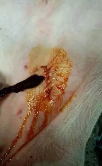 母猪剖腹产,手术现场实录!
