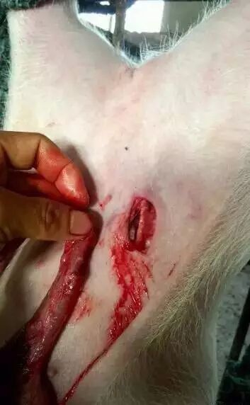 【视频】仔猪阴囊疝手术(附图详细操作过程)