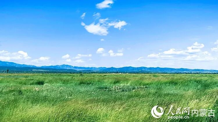 大青山脚下，盛夏时节的敕勒川草原苍翠欲滴。范若泉摄