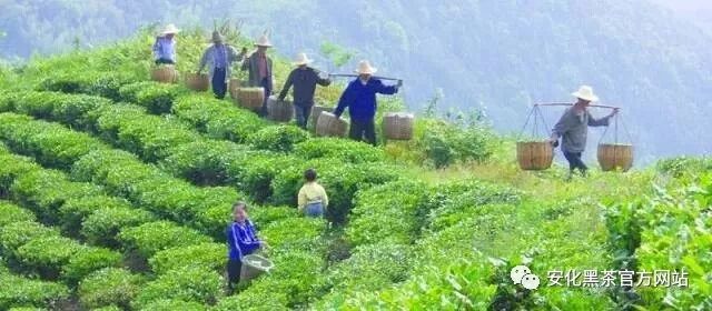 扶贫“基因”植入黑茶产业