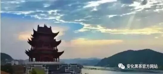 安化黑茶：乡村振兴 精准扶贫