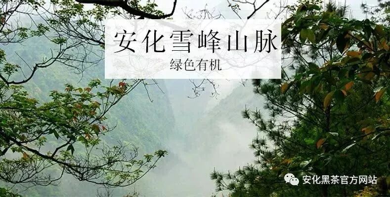 安化黑茶，并没有沦落为低端茶！