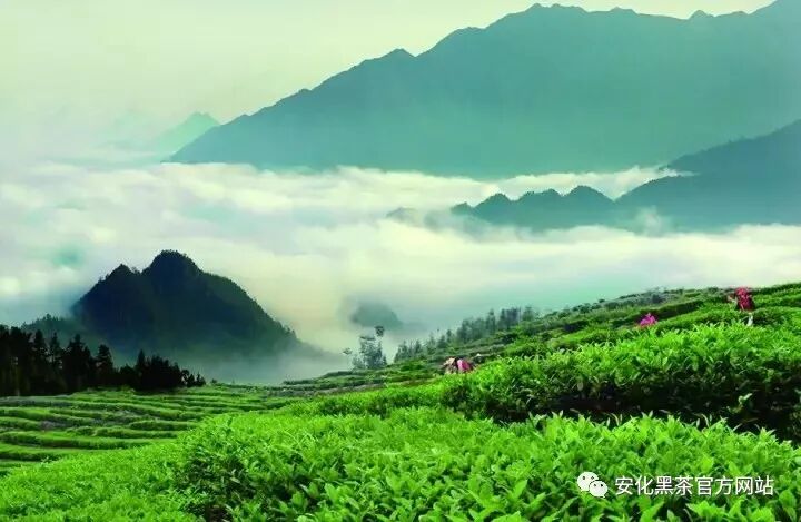 世界茶王现身深圳，安化黑茶深圳文化周即将启幕！