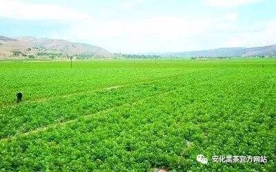 新闻：安化现代农业产业园晋升“国家级”其中华莱为国家级农业产