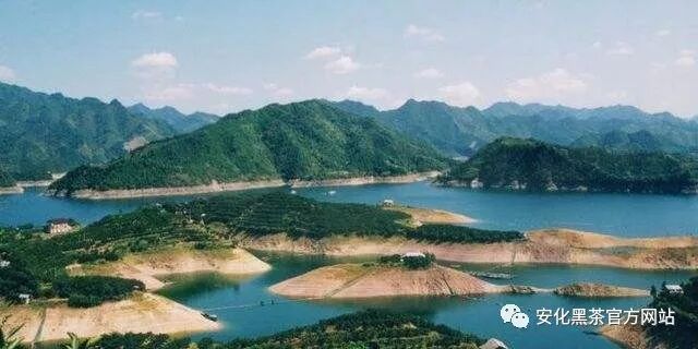 十月黑茶香 安化等你来