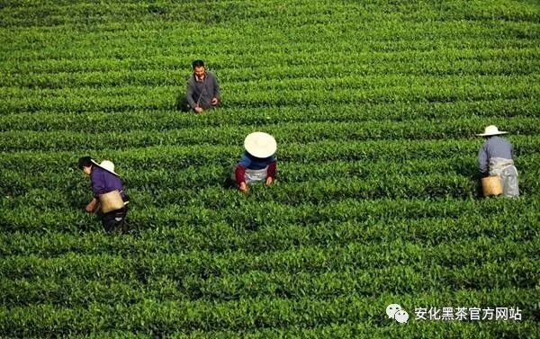 我市举办黑茶专业技术人员研修班