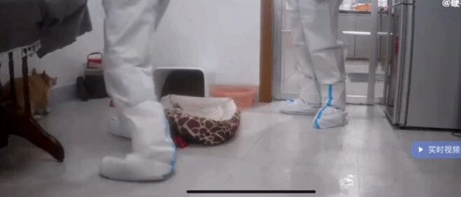 狗狗被铁棍击打，还仰头求饶，以为自己做错事，防疫不放过宠物狗！