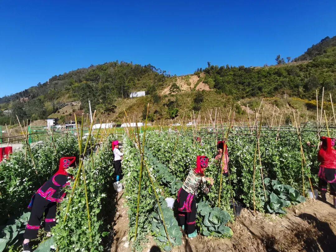 绿春县大兴镇牛洪社区聚力三心共绘民族团结进步同心圆