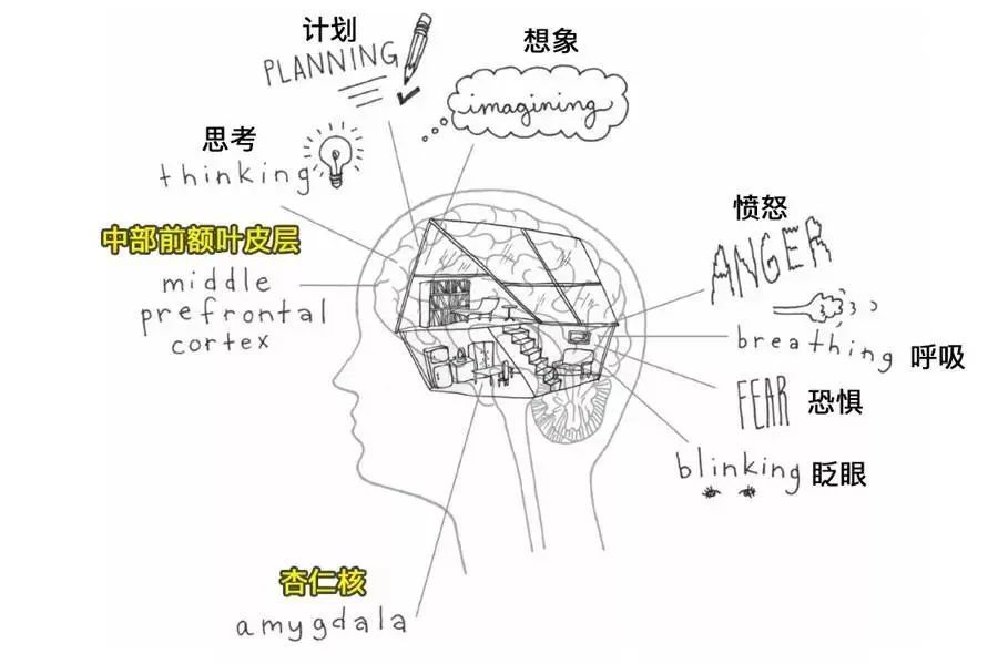 孩子情商高不高，就看大腦這個部位好不好 親子 第3張