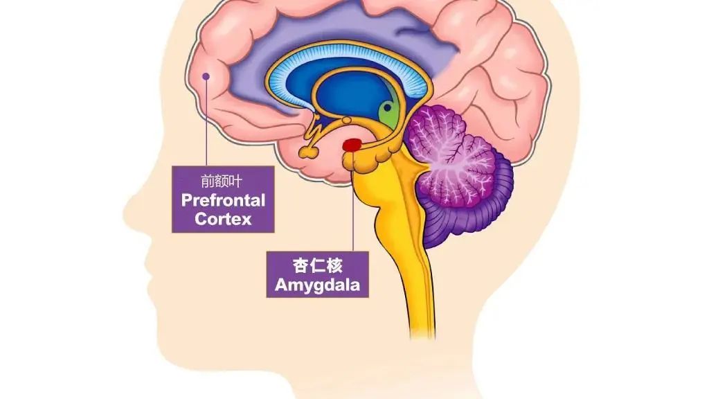 孩子情商高不高，就看大腦這個部位好不好 親子 第2張