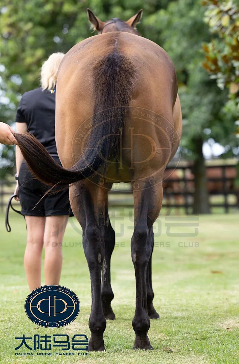 瑞士王牌子嗣潜力无限香港一日双冠数匹后代即将在中国出生
