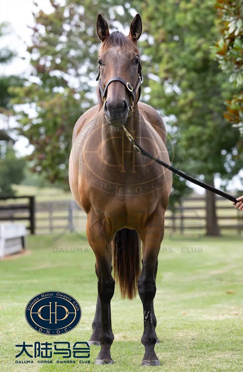 瑞士王牌子嗣潜力无限香港一日双冠数匹后代即将在中国出生