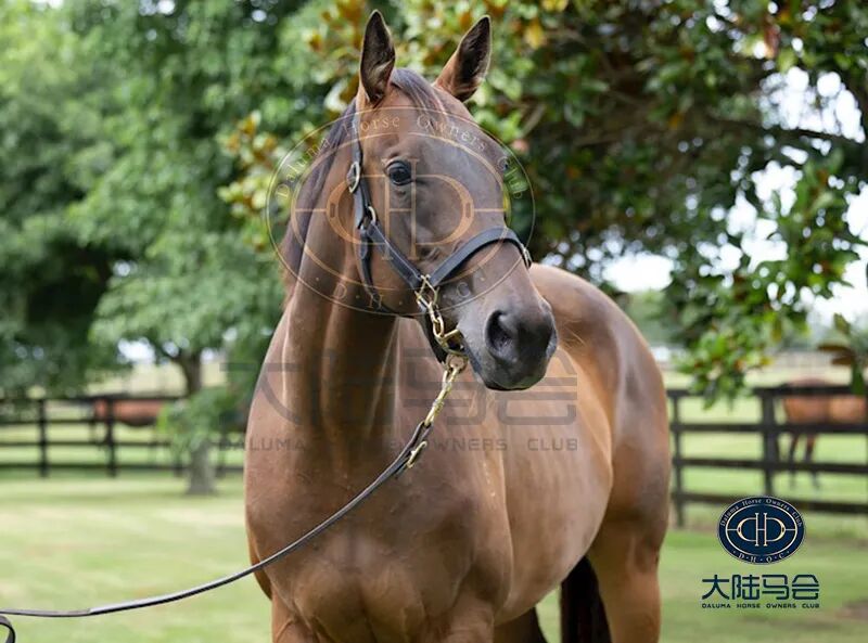 全球显赫,中国马主熟知的"利得精选","丹山","沙彪","鞍匠井"等顶级种