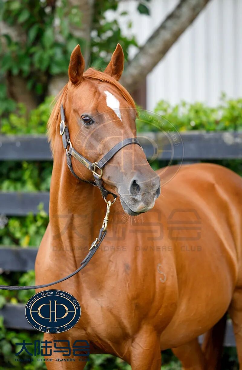 世界最贵种公马迪拜威孙女身怀国际一级赛冠军子嗣回国