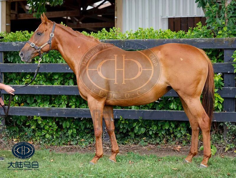 世界最贵种公马迪拜威孙女身怀国际一级赛冠军子嗣回国