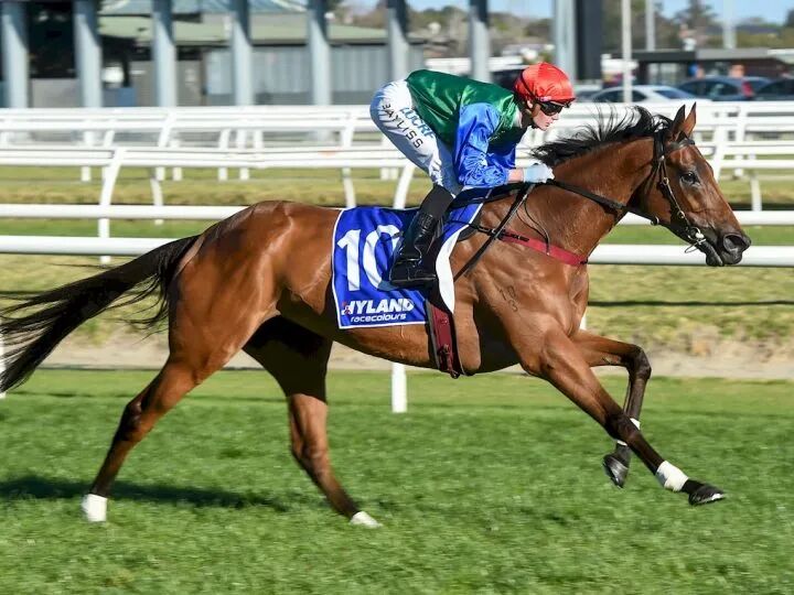 雌马,2016/2017,2017/2018连续两届新西兰年度最佳赛马,三场国际一级