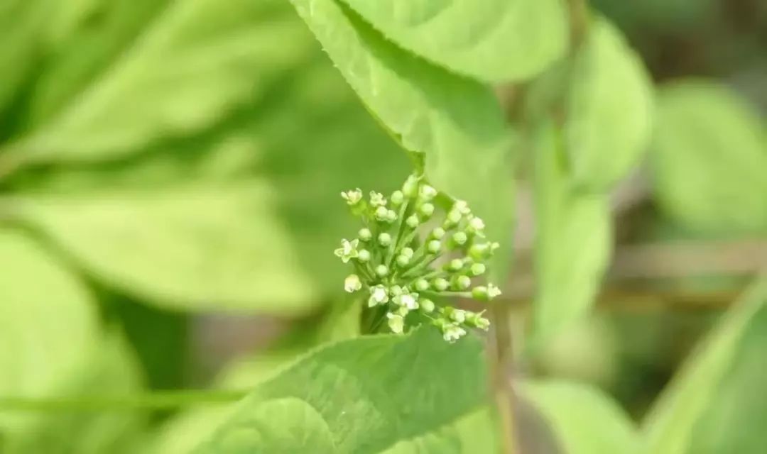 参仙家 一克 黄金 一朵花 绿色保健人参花 参仙家 微信公众号文章阅读 Wemp