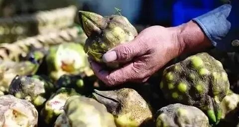 鸡头肉，为什么像杨贵妃的乳？