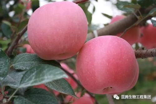 复合微生物有机菌肥厂家直销