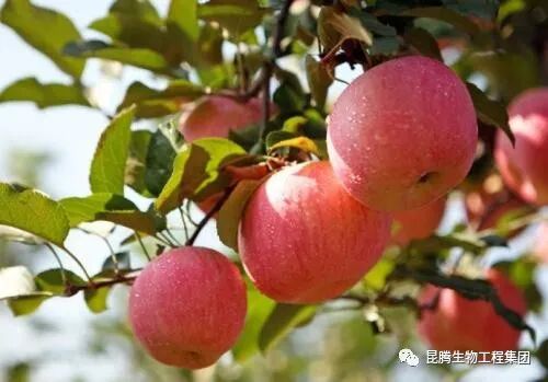 复合微生物有机菌肥厂家直销