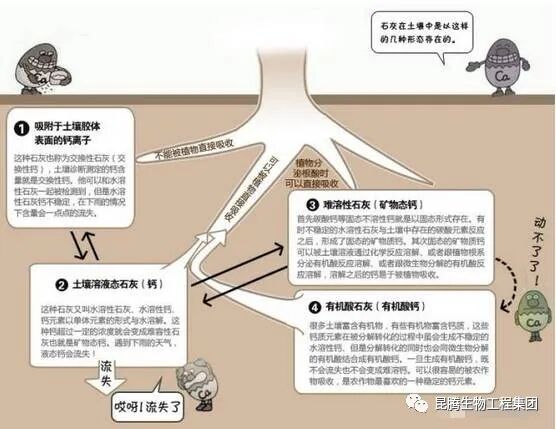复合微生物菌肥厂家直销