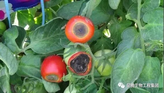 复合微生物菌肥厂家直销