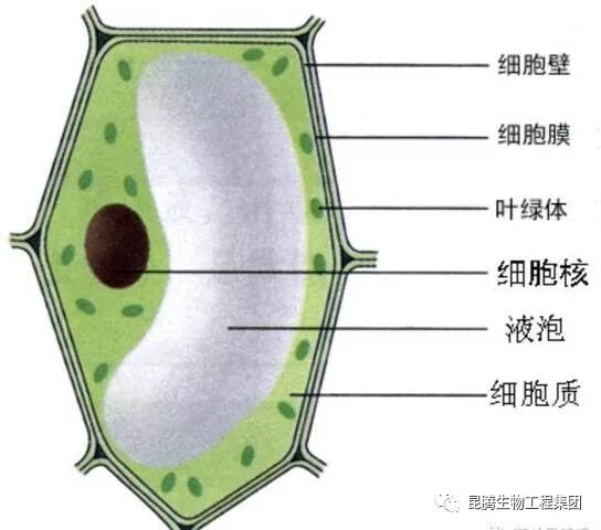 复合微生物菌肥厂家直销