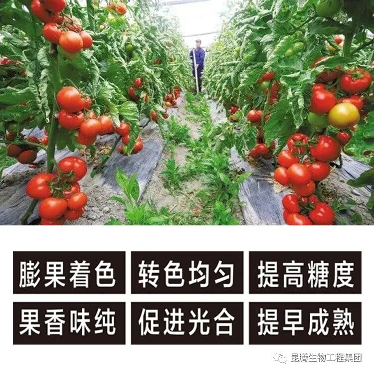 复合微生物有机菌肥厂家直销