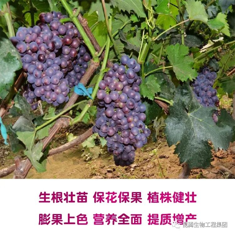 复合微生物菌肥厂家直销
