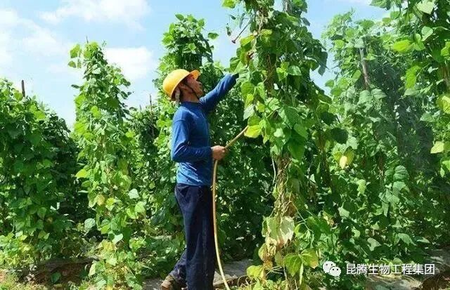 复合微生物菌肥厂家直销