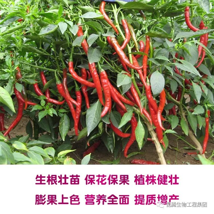 复合微生物菌肥厂家直销