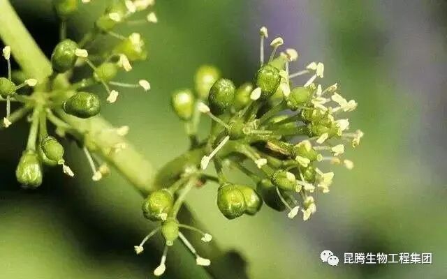 复合微生物菌肥厂家直销